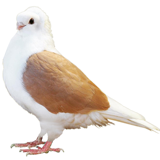 Old German Owl Pigeon